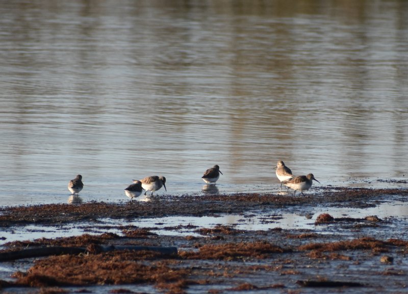 DSC_0305.JPG