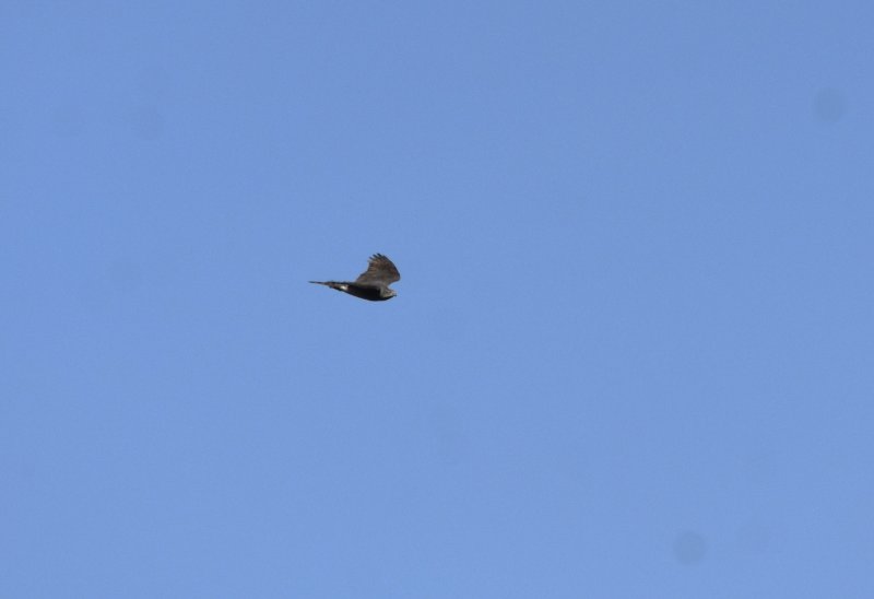 DSC_1000.JPG