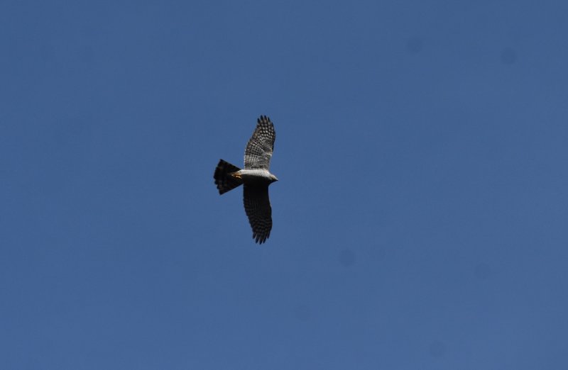 DSC_1005.JPG