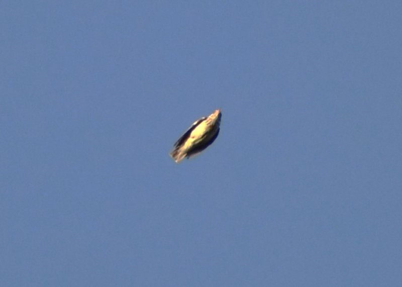 DSC_0902b.JPG
