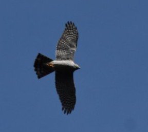 DSC_1005.JPG