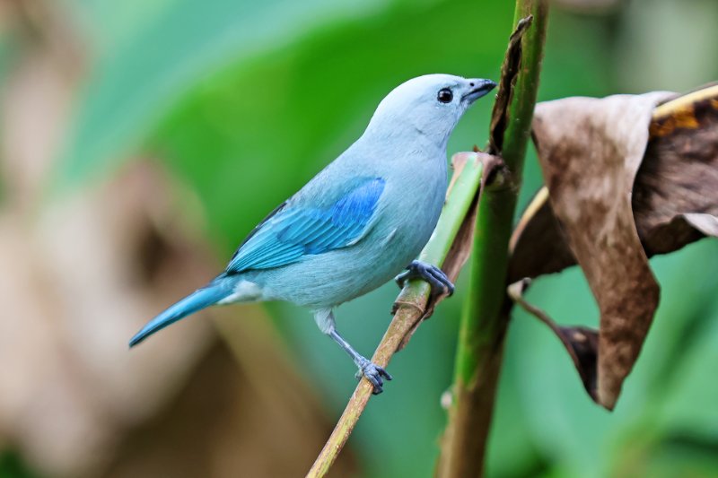 Tangara évêque_00336.jpg