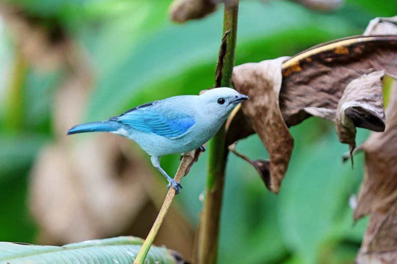 Tangara évêque_00334.jpg