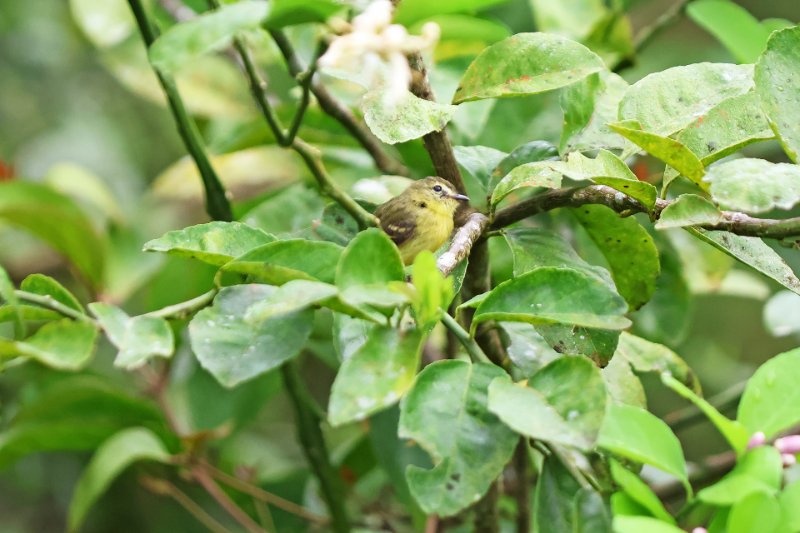 Tyranneau flavéole_02160.jpg