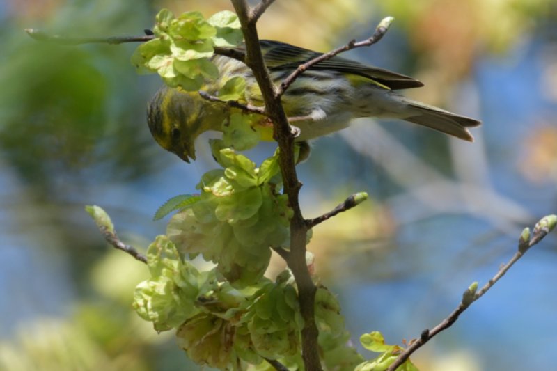 DSC_250440.jpg