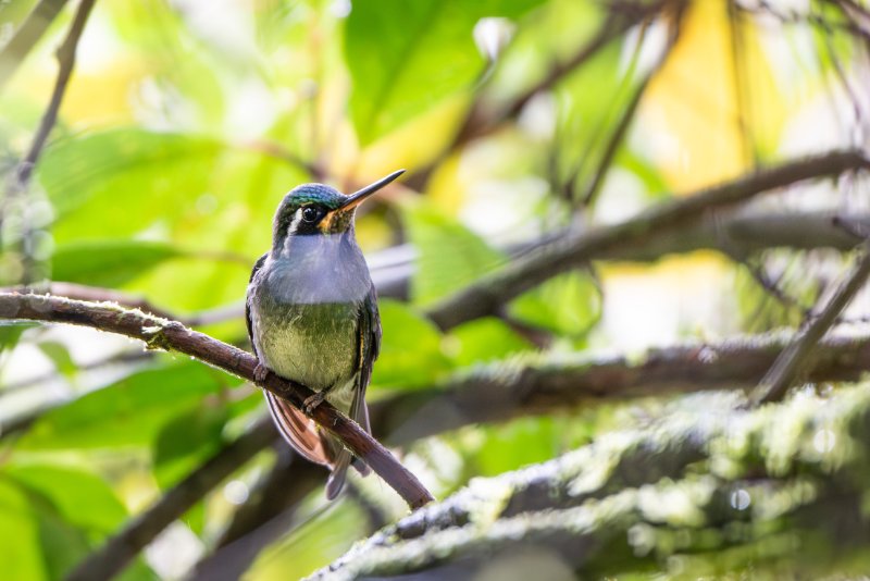 Colibri à ventre châtain.jpg