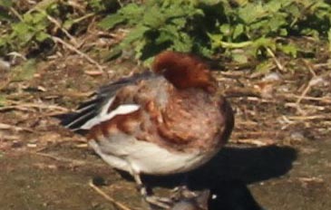 BLA_3408a.jpg