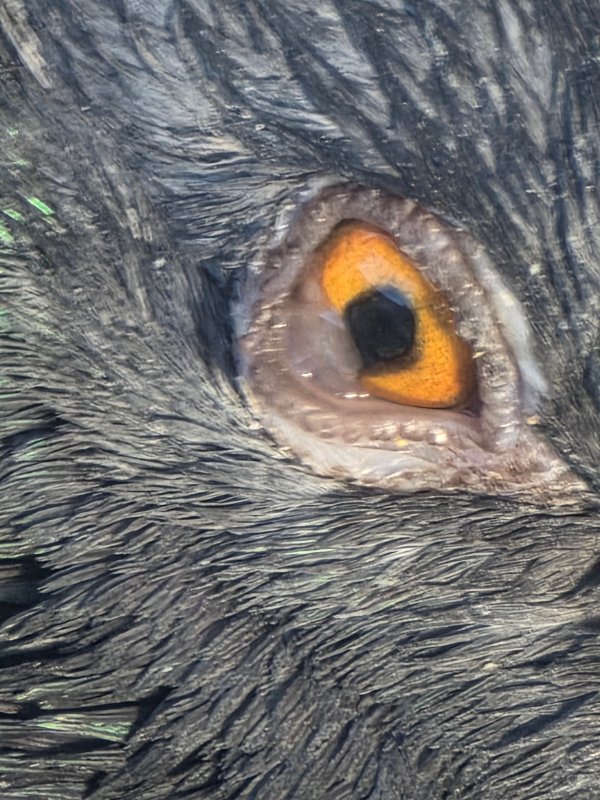 photo 2 oeil droit.jpg