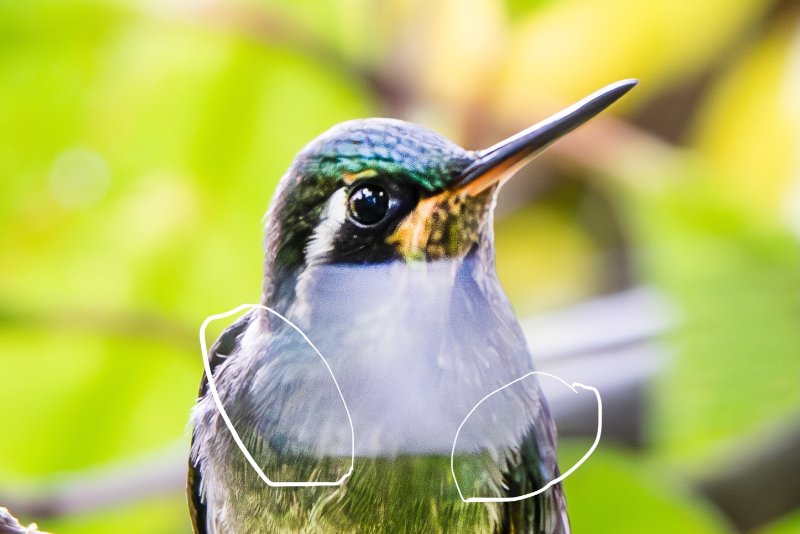 Colibri-3.jpg