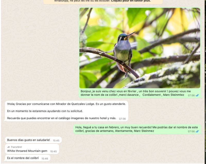 Colibri.jpg