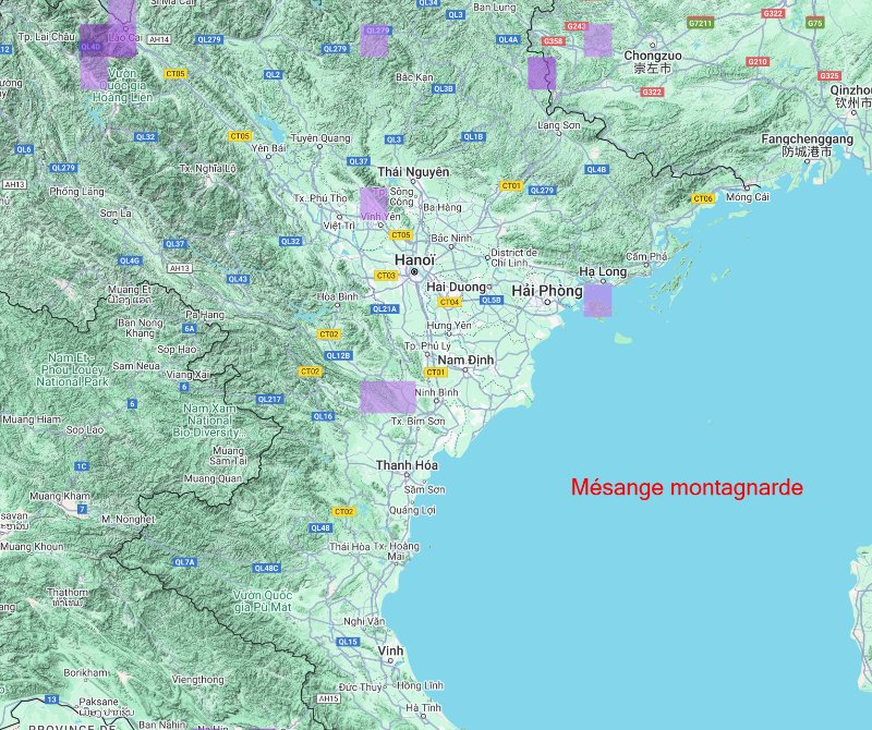 Mésange montagnarde.jpg