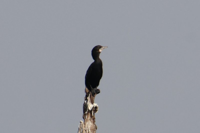 Cormoran Cambodge.JPG