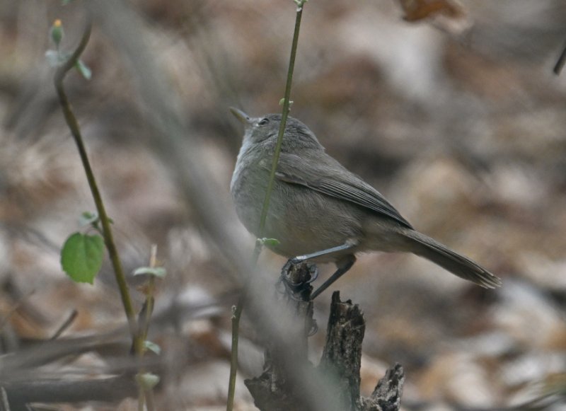 Z8C_9490.jpg