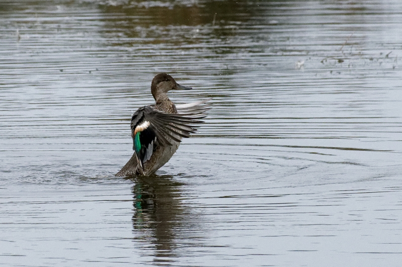 DSC_4783s.jpg