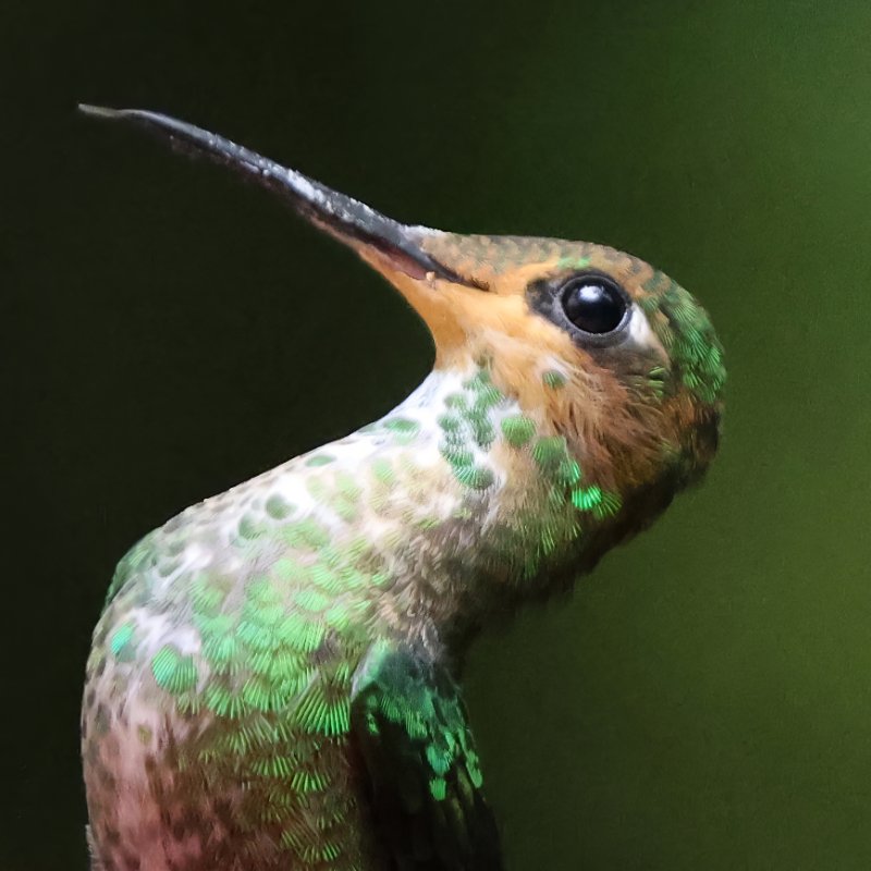 Brillant fer-de-lance_06580-topaz-enhance-2.7x.jpg