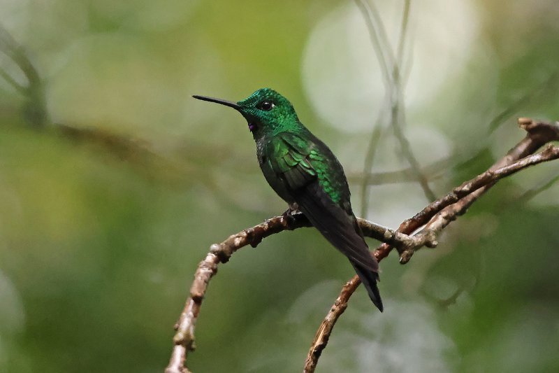 Brillant fer-de-lance_06586.jpg