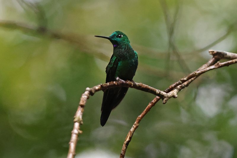 Brillant fer-de-lance_06606.jpg