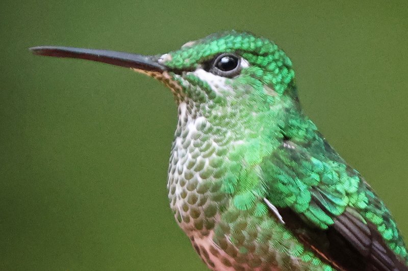 Brillant fer-de-lance_06645.jpg