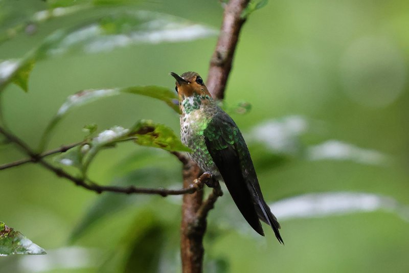 Brillant fer-de-lance_06810.jpg