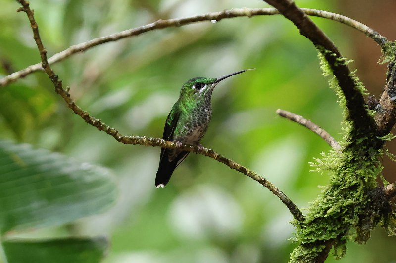 Brillant fer-de-lance_06837.jpg