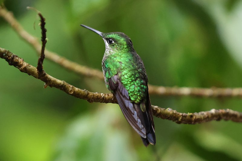 Brillant fer-de-lance_06884.jpg