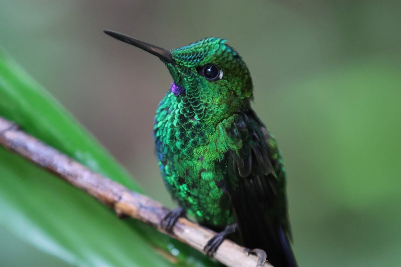 Brillant fer-de-lance_06921.jpg