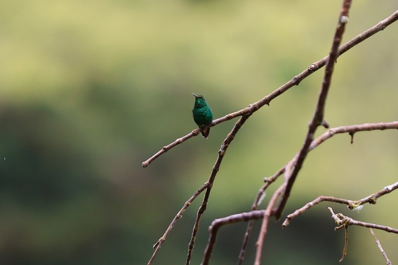 Colibri à tête cuivrée_05709.jpg