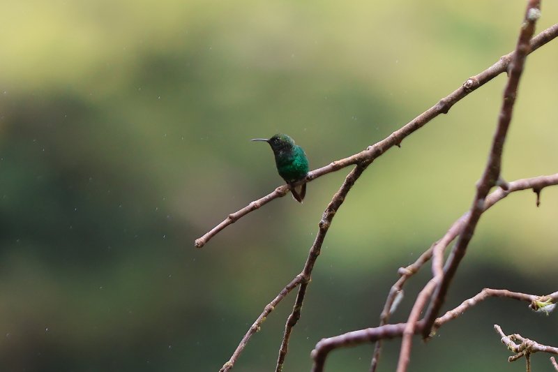 Colibri à tête cuivrée_05715.jpg