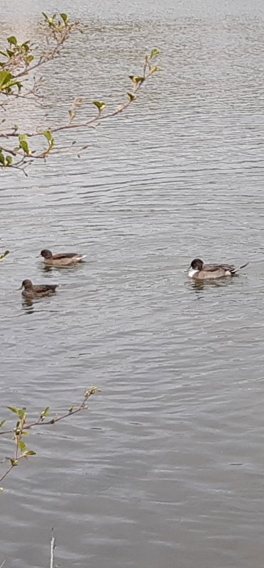Canard_pilet_et_Y_20250418_120722.jpg