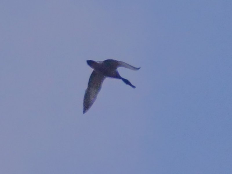 P1000989.jpg