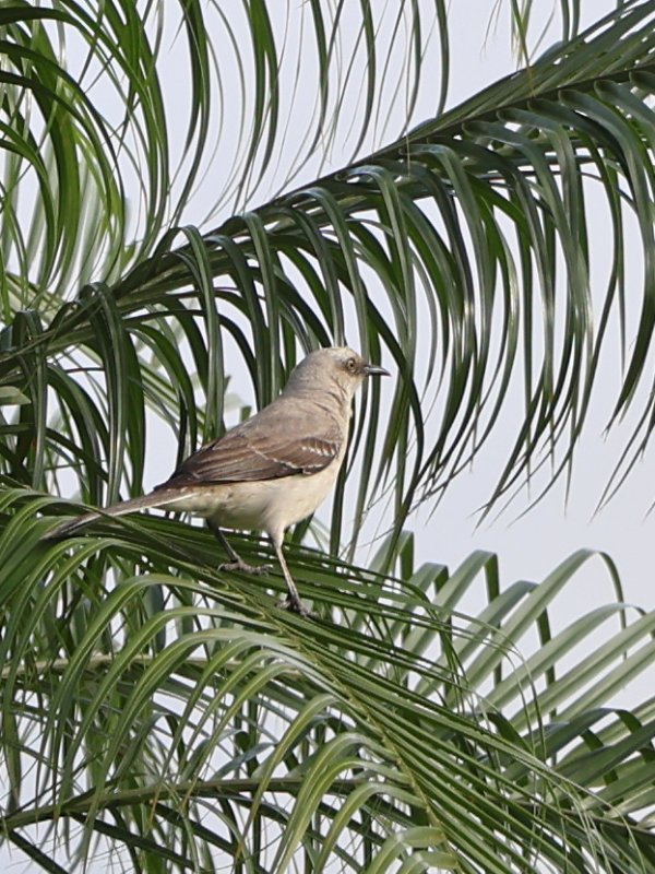 Tangara des palmiers1.jpg