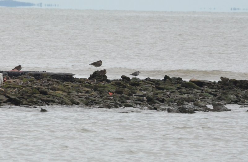 DSC_0392a.jpg