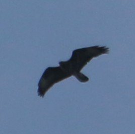 IMG_3546.JPG