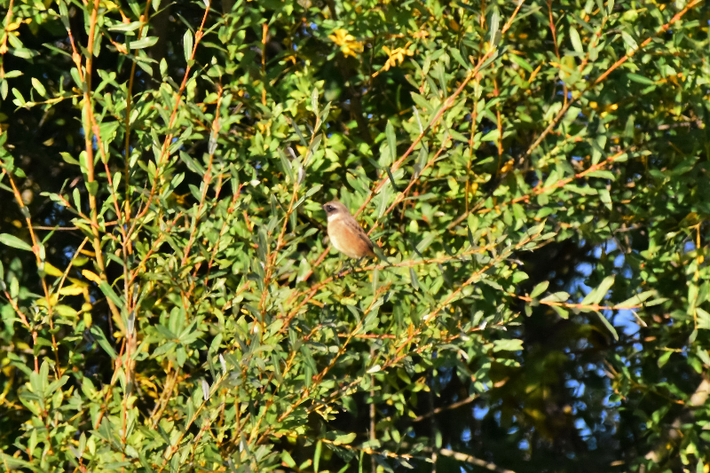 DSC_0080.JPG
