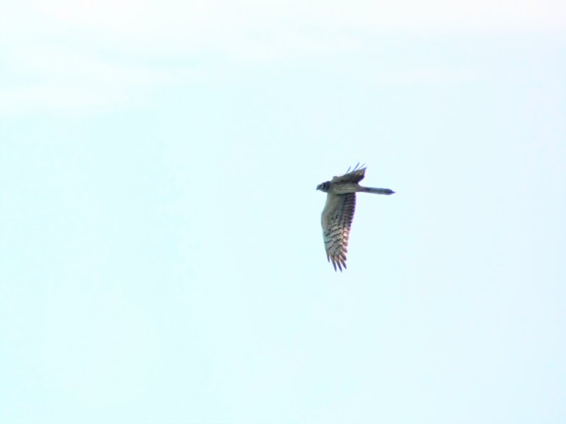 1340487-EDIT~3.jpg