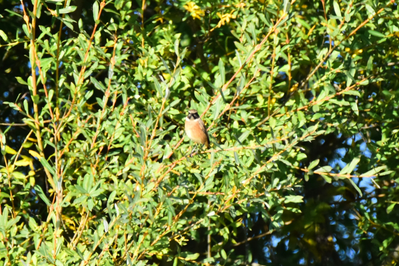DSC_0081.JPG