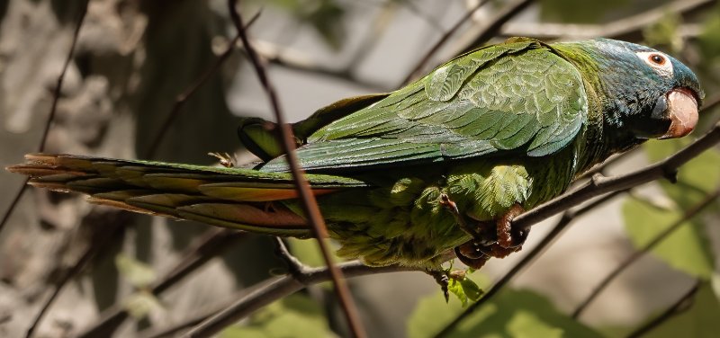 Conure à tête bleue.jpg