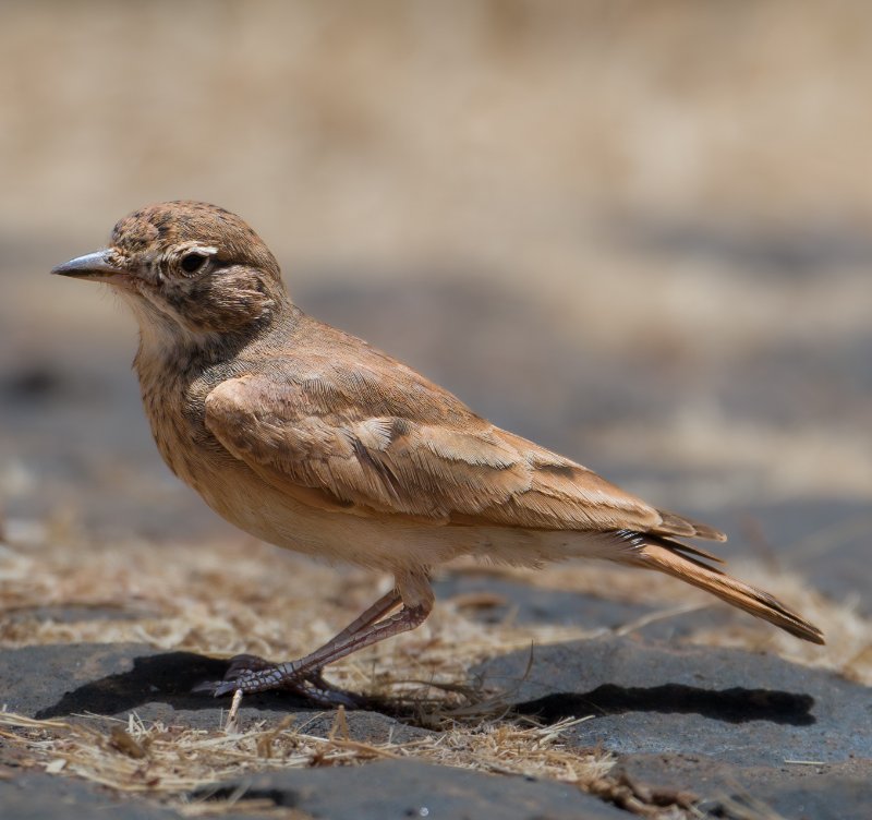 Ammomane élégante.jpg