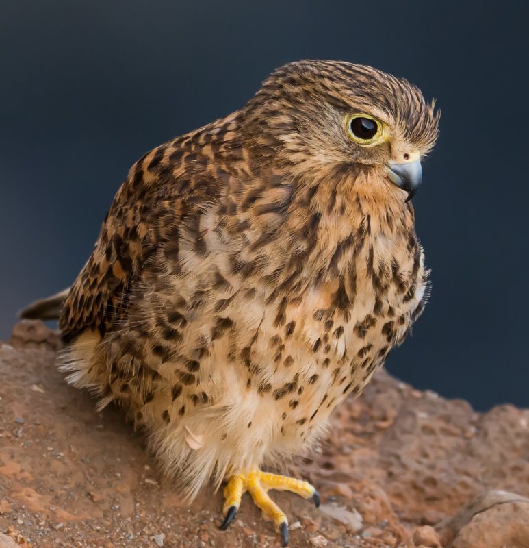 Faucon d'Alexandre.jpg