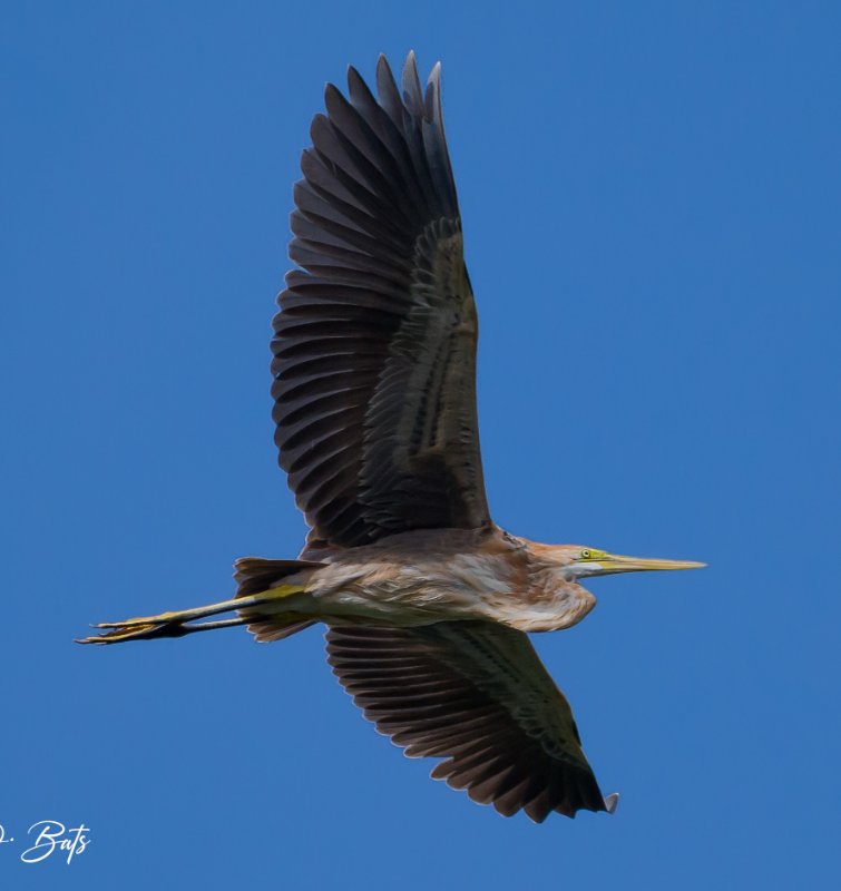Héron de Bourne.jpg