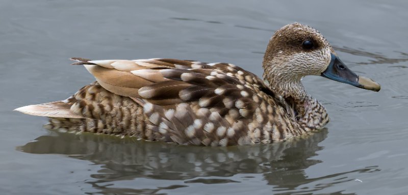 Sarcelle marbrée.jpg