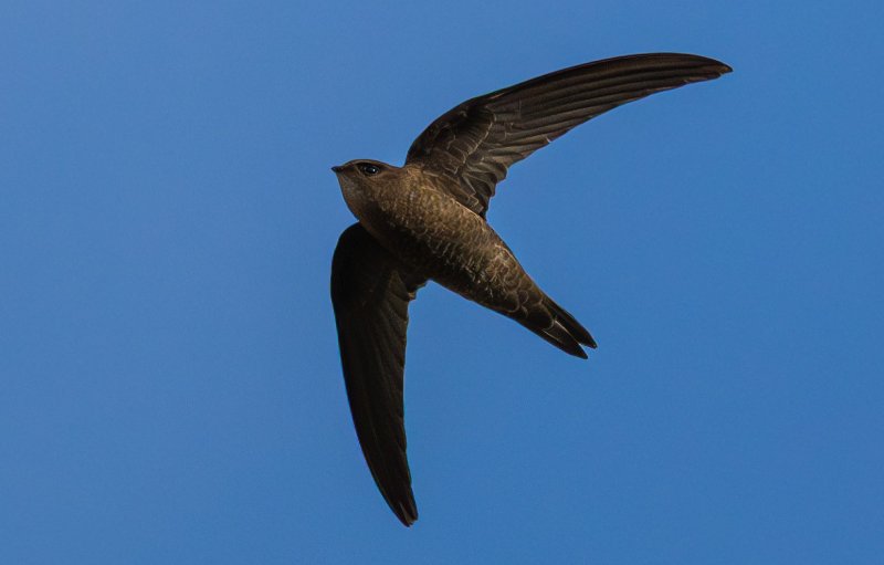 Martinet du Cap-Vert.jpg