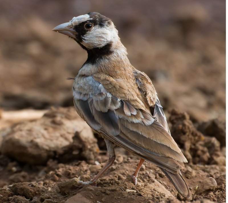 Moinelette à front blanc.jpg