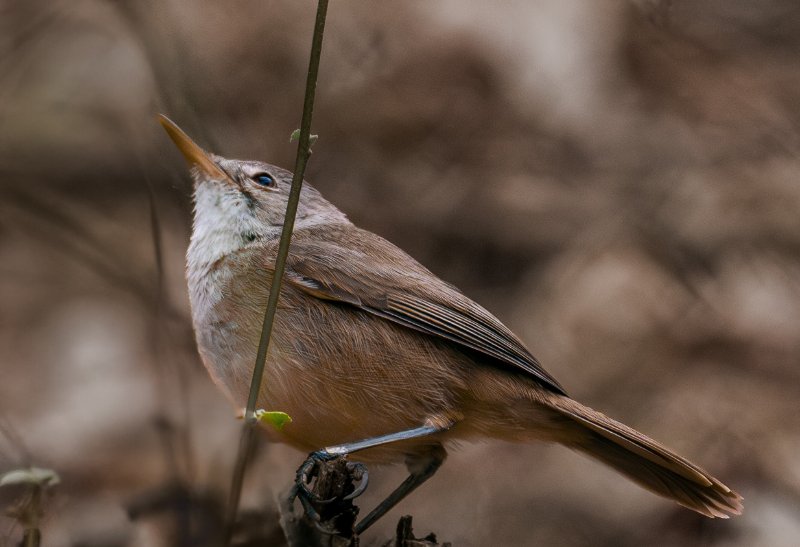 Rousserolle du Cap-Vert.jpg