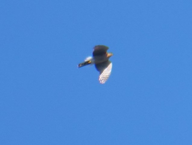 P1001079.jpg