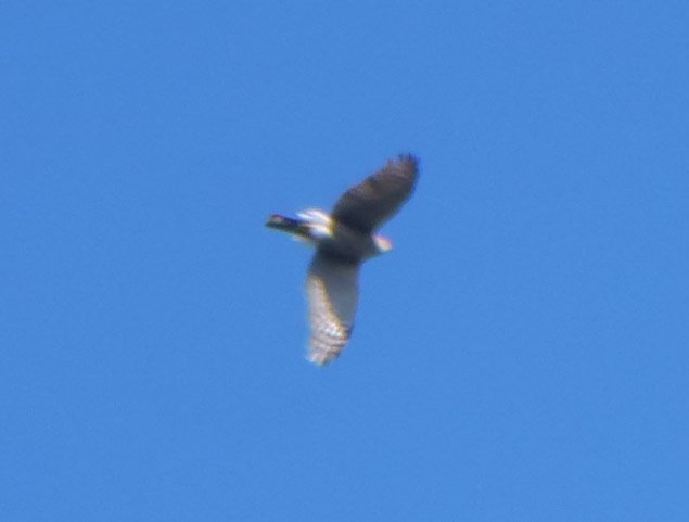 P1001080.jpg