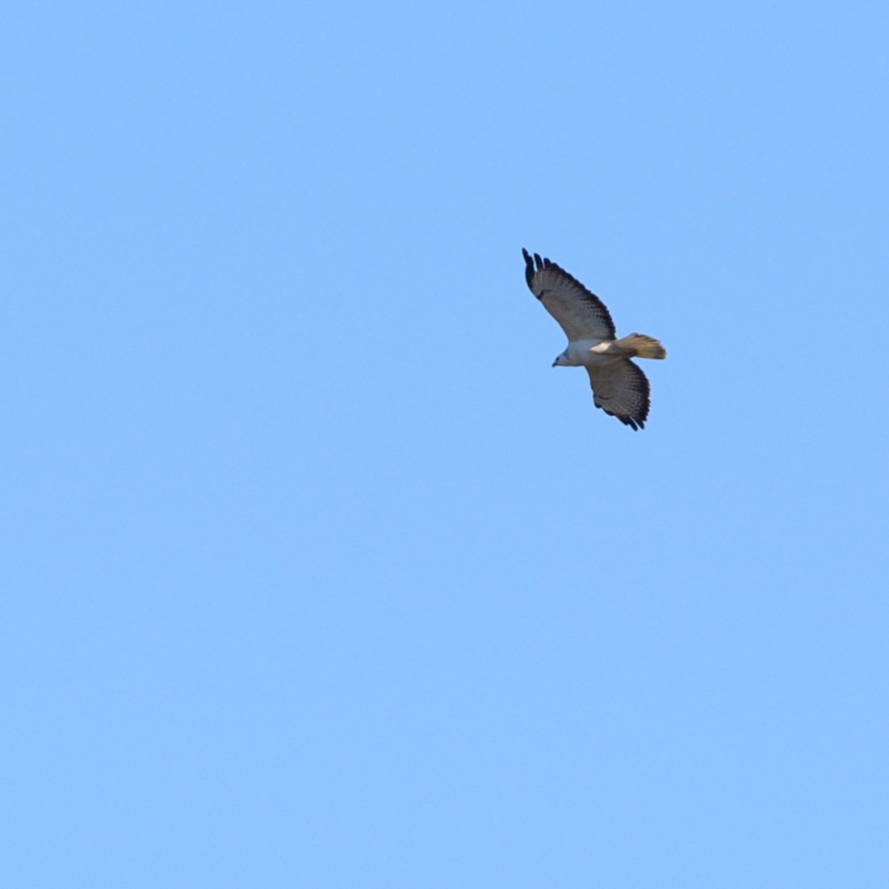 Vaour & Oiseaux_MB6_5786_4K.jpg