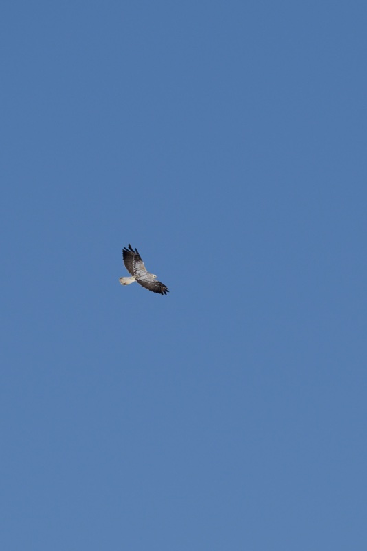 Vaour & Oiseaux_MB6_5764_4K.jpg