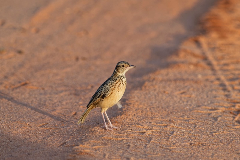 _AE10458_ID.jpg