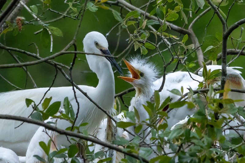 Aigrette garzette_9161.JPG